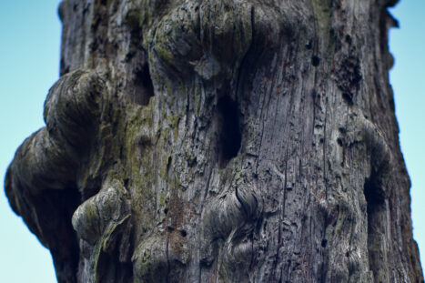 En bild på trollträdet.