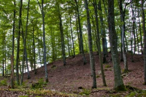 Bild på bortbytingen i Dallekulle.